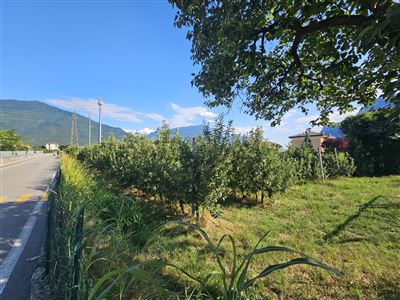 TERRENO AGRICOLO